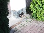 Šteniatko